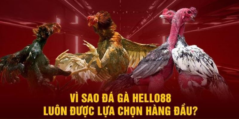 Hình thức đá gà Hello88 cựa sắt là loại cược không nên bỏ lỡ